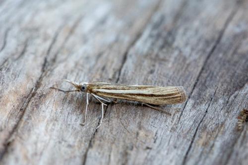 Agriphila deliella